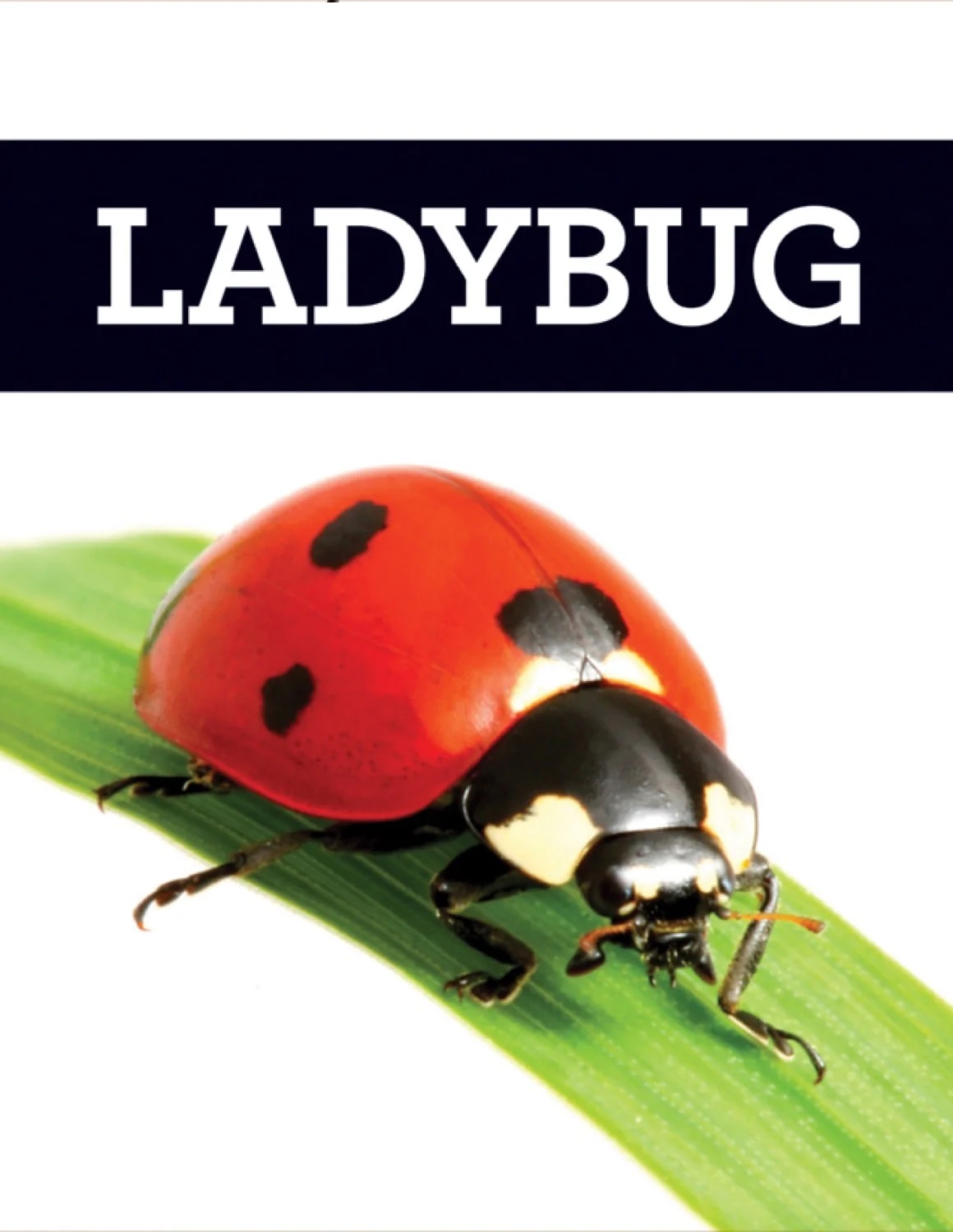 LADY BUG- LICENSEE A4 BOOK